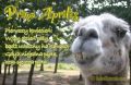 Prima Aprilis