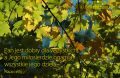 Psalm 145: Miłosierdzie Boga ogarnia jego dzieła