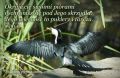 Psalm 91: I schronisz się pod Jego skrzydła.