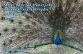 Psalm 17: Strzeż mnie Boże jak źrenicy oka...