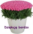 dziękuję