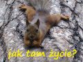 Białka......