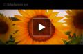 Romantyczne: I promise you (Michael Bolton)